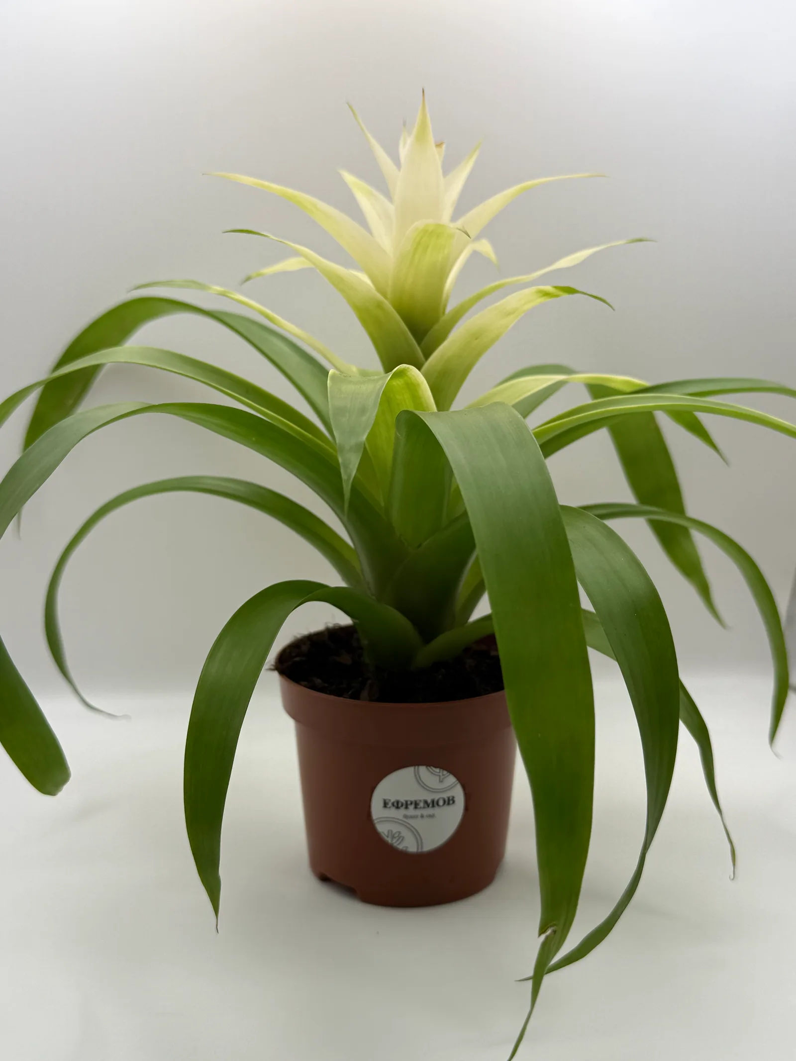 Гузмания